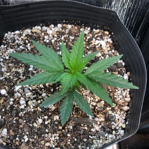 Luna Roja 07 growlog timeline photo