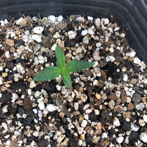 Redmag 02 growlog timeline photo