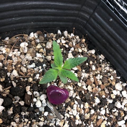 Redmag 02 growlog timeline photo