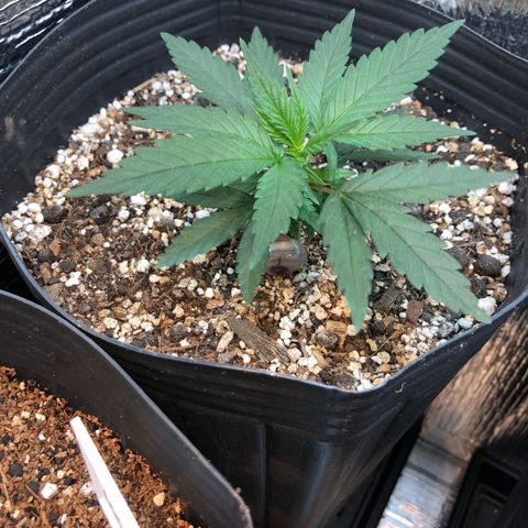 Luna Roja 07 growlog timeline photo