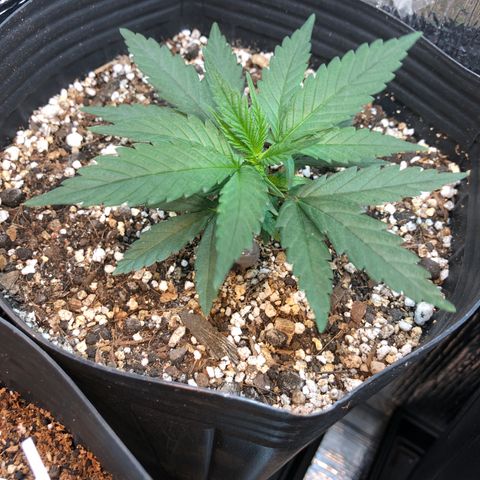 Luna Roja 07 growlog timeline photo