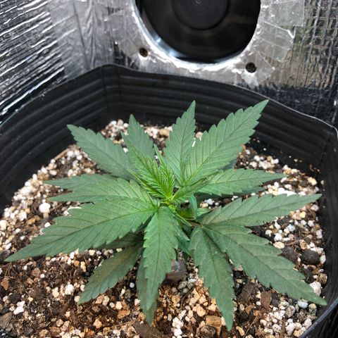 Luna Roja 07 growlog timeline photo