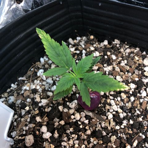 Redmag 02 growlog timeline photo