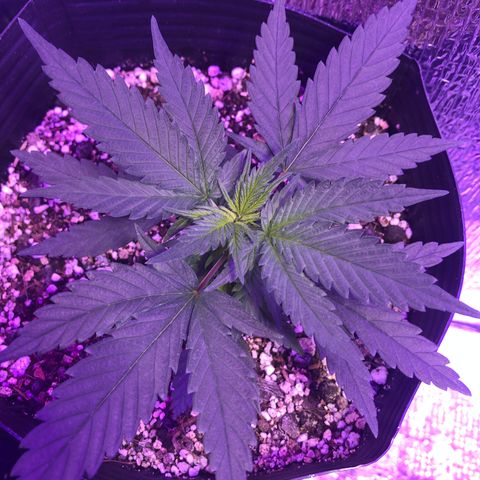 Luna Roja 07 growlog timeline photo