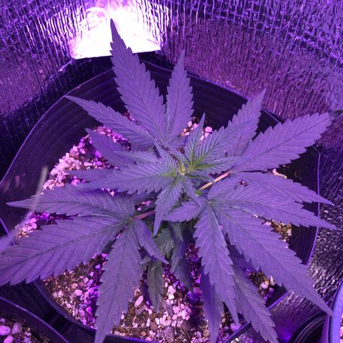 Luna Roja 07 growlog timeline photo