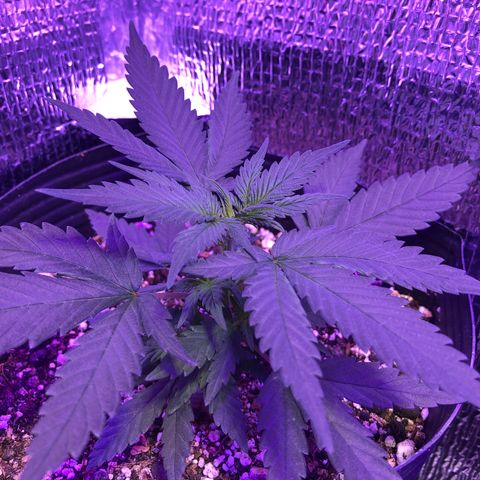 Luna Roja 07 growlog timeline photo