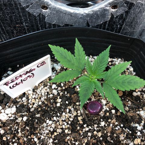 Redmag 02 growlog timeline photo