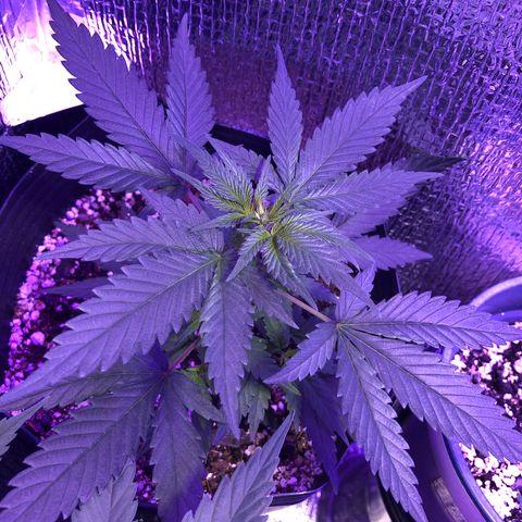 Luna Roja 07 growlog timeline photo