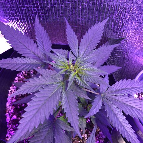 Luna Roja 07 growlog timeline photo