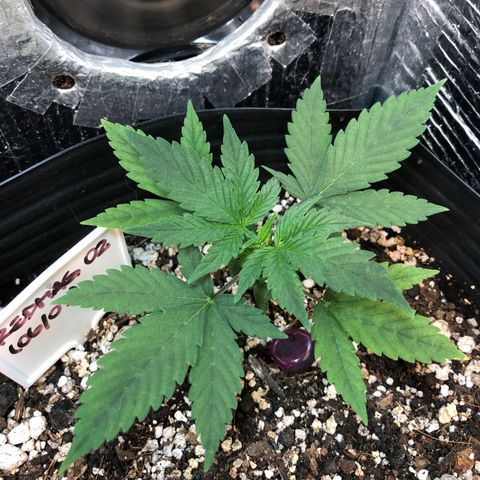 Redmag 02 growlog timeline photo