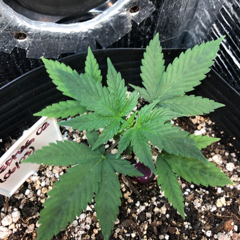 Redmag 02 growlog timeline photo