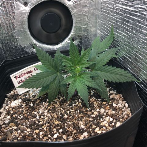 Redmag 02 growlog timeline photo