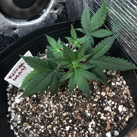 Redmag 02 growlog timeline photo