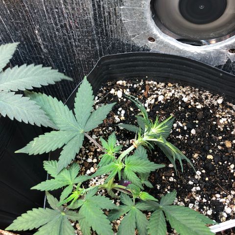Redmag 02 growlog timeline photo