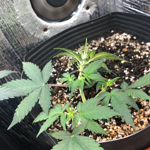 Redmag 02 growlog timeline photo