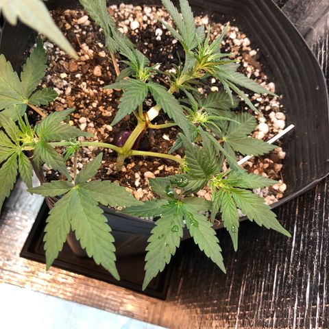 Redmag 02 growlog timeline photo