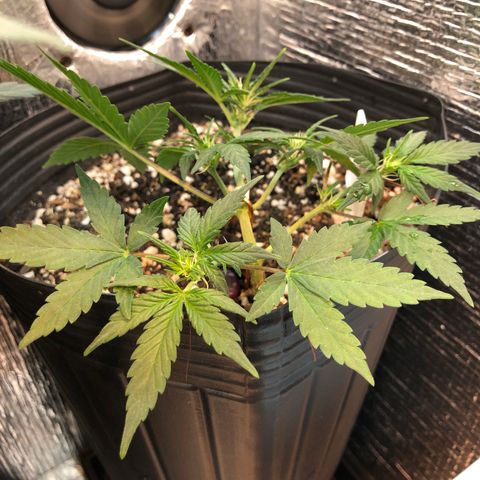 Redmag 02 growlog timeline photo
