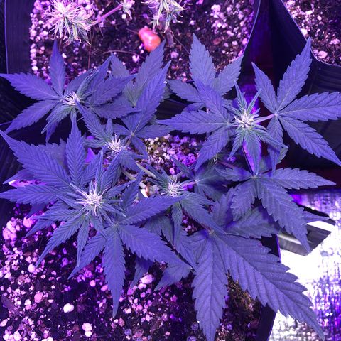 Redmag 02 growlog timeline photo