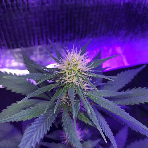 Luna Roja 07 growlog timeline photo