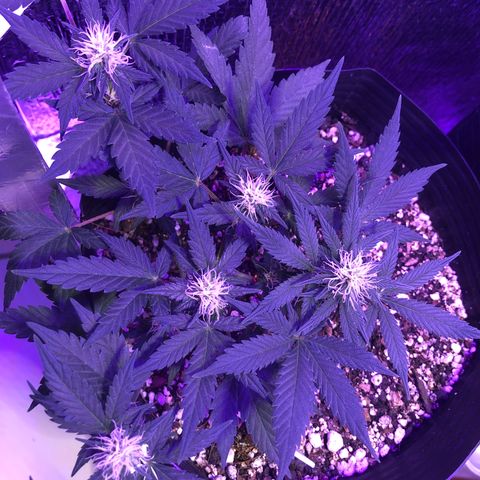 Redmag 02 growlog timeline photo