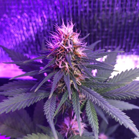 Luna Roja 07 growlog timeline photo
