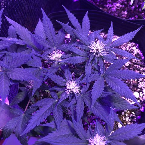 Redmag 02 growlog timeline photo