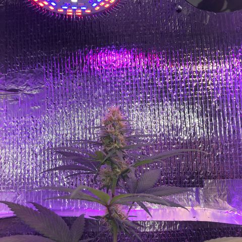 Luna Roja 07 growlog timeline photo