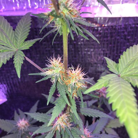 Luna Roja 07 growlog timeline photo