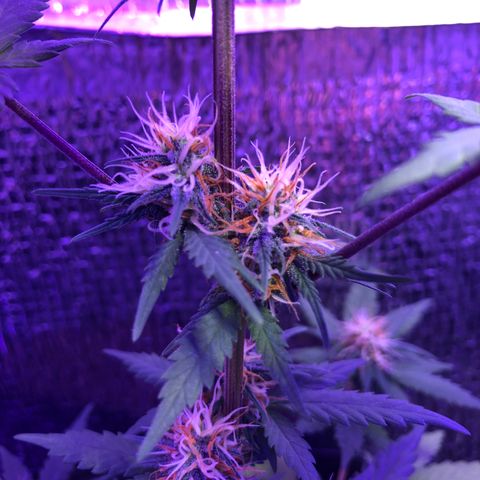Luna Roja 07 growlog timeline photo