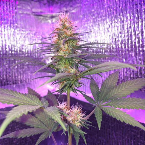 Luna Roja 07 growlog timeline photo