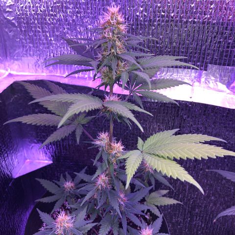 Luna Roja 07 growlog timeline photo