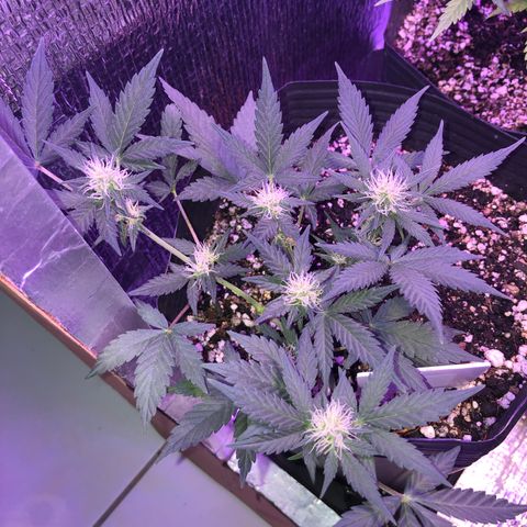 Redmag 02 growlog timeline photo