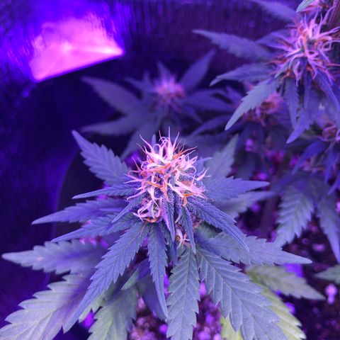 Luna Roja 07 growlog timeline photo