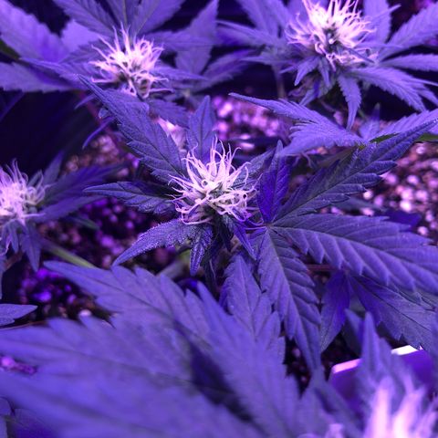 Redmag 02 growlog timeline photo
