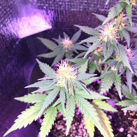 Luna Roja 07 growlog timeline photo