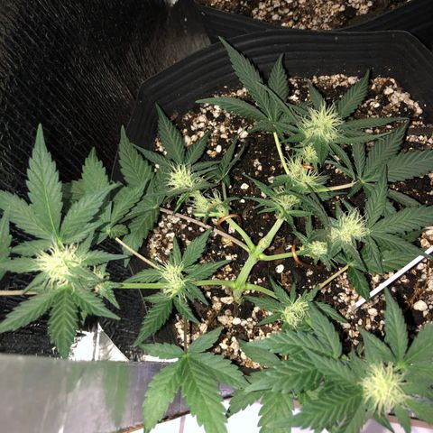 Redmag 02 growlog timeline photo