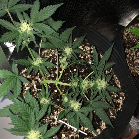 Redmag 02 growlog timeline photo