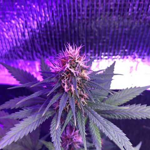 Luna Roja 07 growlog timeline photo