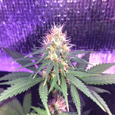 Luna Roja 07 growlog timeline photo