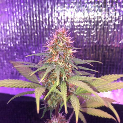 Luna Roja 07 growlog timeline photo