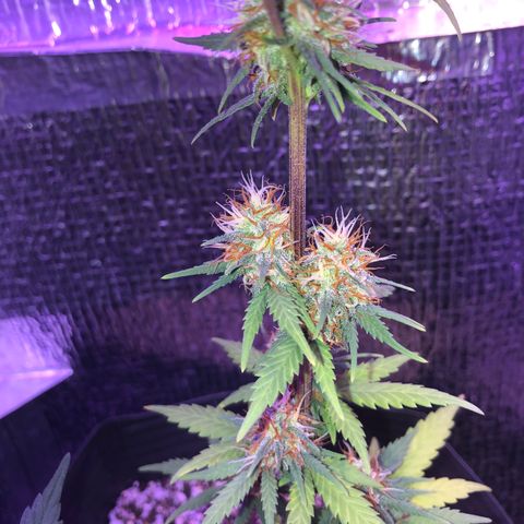 Luna Roja 07 growlog timeline photo