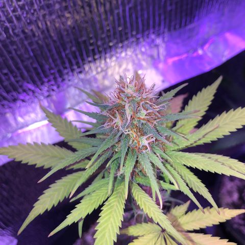 Luna Roja 07 growlog timeline photo