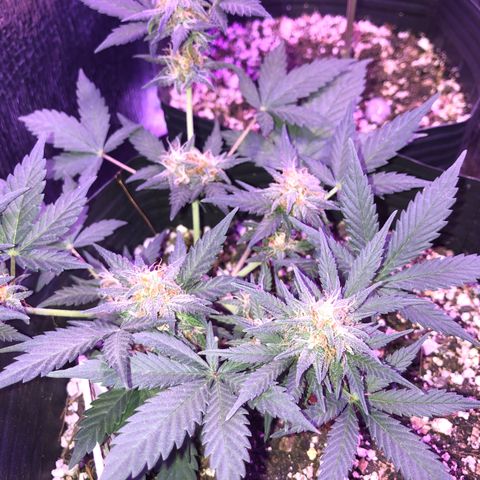 Redmag 02 growlog timeline photo