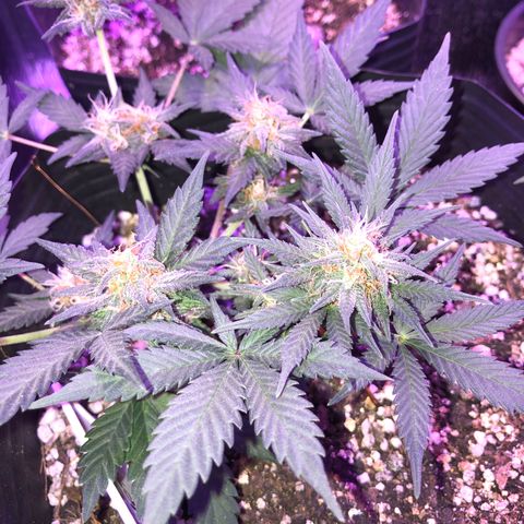 Redmag 02 growlog timeline photo