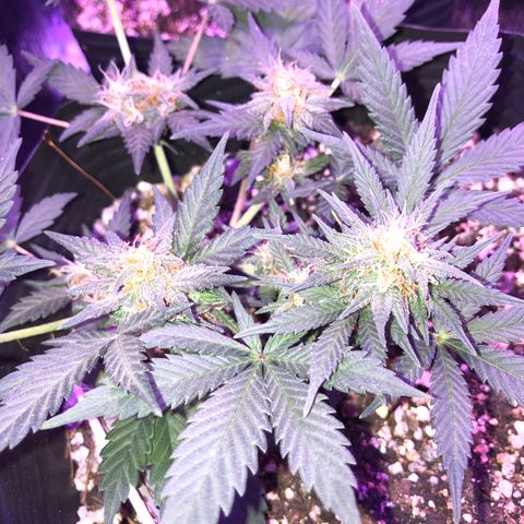 Redmag 02 growlog timeline photo