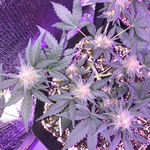 Redmag 02 growlog timeline photo