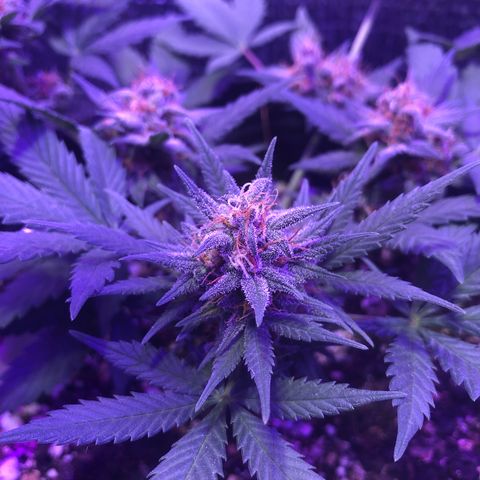 Redmag 02 growlog timeline photo