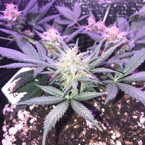 Redmag 02 growlog timeline photo