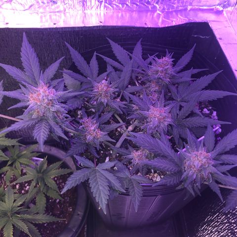 Redmag 02 growlog timeline photo