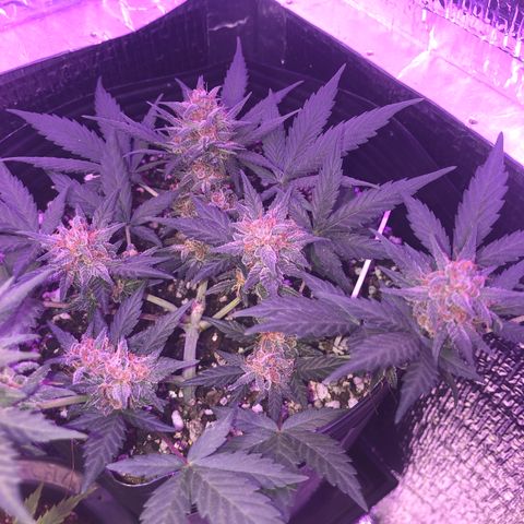 Redmag 02 growlog timeline photo